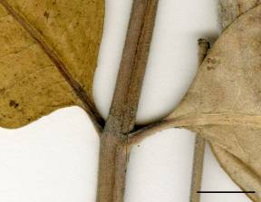 Petite image rapproché des traits de caractéristiques de la plante: Asclépiade commune