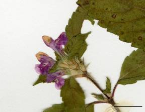 Petite image rapproché des traits de caractéristiques de la plante: Ortie royale