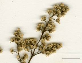 Petite image rapproché des traits de caractéristiques de la plante: Herbe à puce