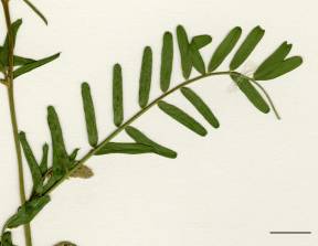 Petite image rapproché des traits de caractéristiques de la plante: Vesce jargeau