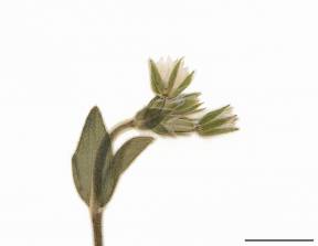 Petite image rapproché des traits de caractéristiques de la plante: Céraiste vulgaire