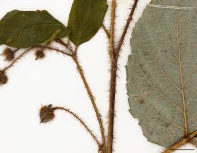 Petite image rapproché des traits de caractéristiques de la plante: Framboisier sauvage
