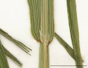Petite image rapproché des traits de caractéristiques de la plante: Fléole des prés