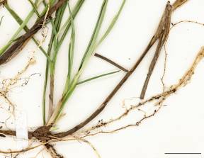 Petite image rapproché des traits de caractéristiques de la plante: Carex à longs stolons