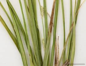 Petite image rapproché des traits de caractéristiques de la plante: Carex blanchâtre