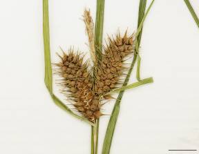 Petite image rapproché des traits de caractéristiques de la plante: Carex luisant