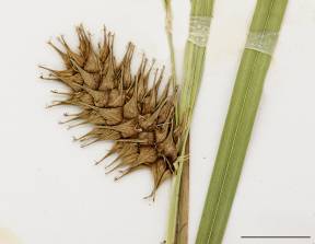 Petite image rapproché des traits de caractéristiques de la plante: Carex luisant