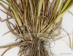 Petite image rapproché des traits de caractéristiques de la plante: Carex verdâtre