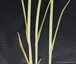 Petite image rapproché des traits de caractéristiques de la plante: Carex à balais