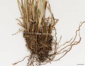 Petite image rapproché des traits de caractéristiques de la plante: Carex à balais