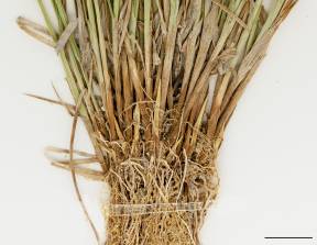 Petite image rapproché des traits de caractéristiques de la plante: Carex de Crawford