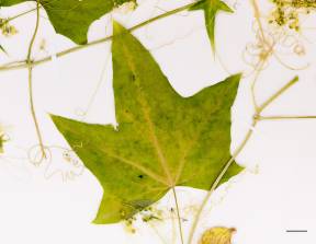 Petite image rapproché des traits de caractéristiques de la plante: Concombre grimpant