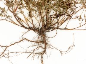 Petite image rapproché des traits de caractéristiques de la plante: Millepertuis commun