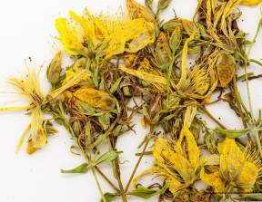 Petite image rapproché des traits de caractéristiques de la plante: Millepertuis commun