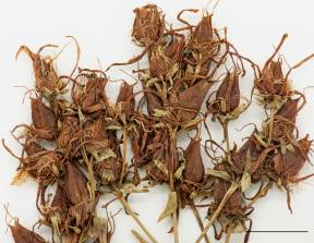 Petite image rapproché des traits de caractéristiques de la plante: Millepertuis commun