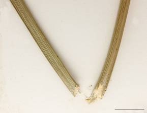 Petite image rapproché des traits de caractéristiques de la plante: Souchet comestible