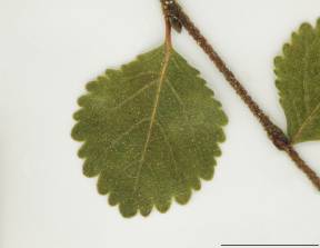 Petite image rapproché des traits de caractéristiques de la plante:Bouleau glanduleux