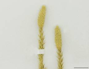 Petite image rapproché des traits de caractéristiques de la plante: Lycopode innovant