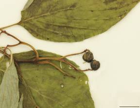 Petite image rapproché des traits de caractéristiques de la plante:Cornouiller à feuilles alternes