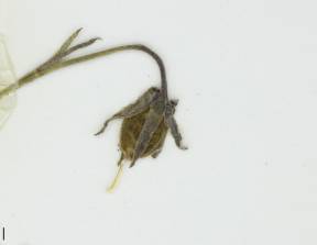 Petite image rapproché des traits de caractéristiques de la plante: Violette à éperon crochu