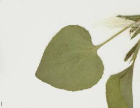 Petite image rapproché des traits de caractéristiques de la plante: Violette à éperon crochu
