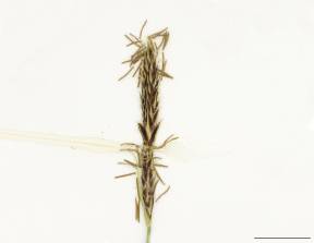 Petite image rapproché des traits de caractéristiques de la plante: Carex de Houghton