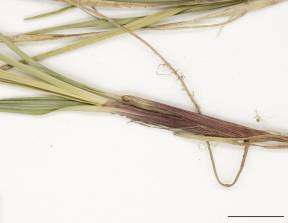 Petite image rapproché des traits de caractéristiques de la plante: Carex à fruits glabres