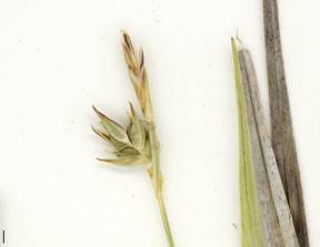 Petite image rapproché des traits de caractéristiques de la plante: Carex à fruits glabres