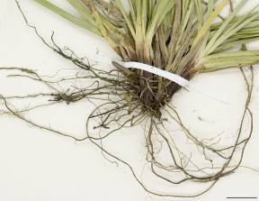 Petite image rapproché des traits de caractéristiques de la plante: Carex à fruits glabres