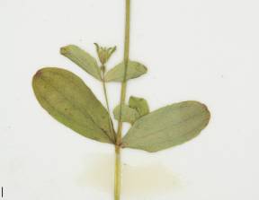Petite image rapproché des traits de caractéristiques de la plante: Millepertuis nain