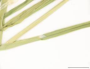 Petite image rapproché des traits de caractéristiques de la plante: Pâturin des marais