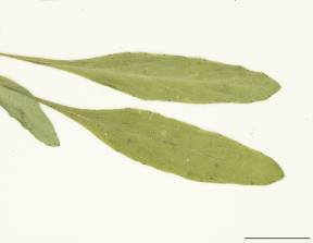 Petite image rapproché des traits de caractéristiques de la plante: Violette lancéolée