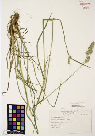Dactyle pelotonné - plante adulte
