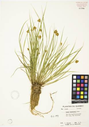 Carex de Crawford - plante adulte