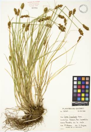 Carex de Crawford - plante adulte