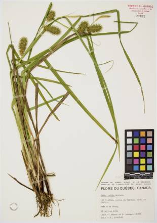 Carex luisant - plante adulte