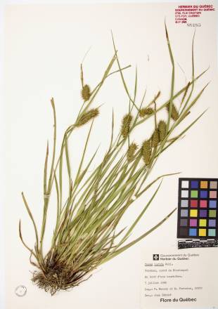 Carex luisant - plante adulte