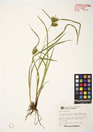 Carex luisant - plante adulte