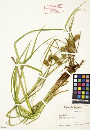 Carex luisant - plante adulte