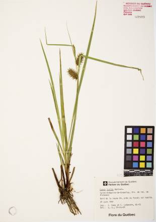 Carex luisant - plante adulte