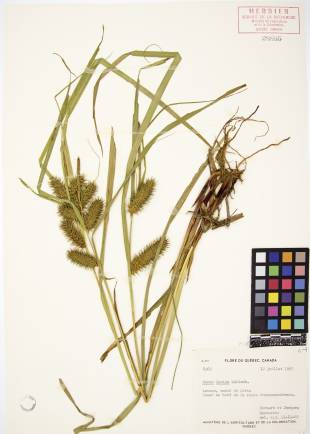 Carex luisant - plante adulte