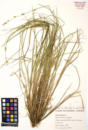 Carex blanchâtre - plante adulte