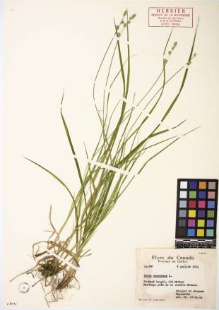 Carex blanchâtre - plante adulte