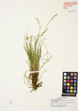 Carex blanchâtre - plante adulte