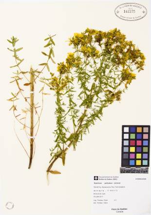 Millepertuis commun - plante témoin