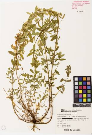 Millepertuis commun - plante adulte