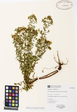 Millepertuis commun - plante adulte