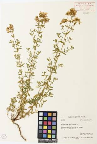 Millepertuis commun - plante adulte