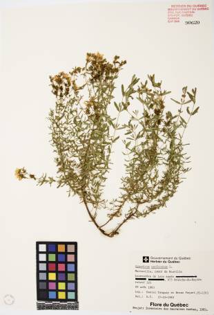 Millepertuis commun - plante adulte