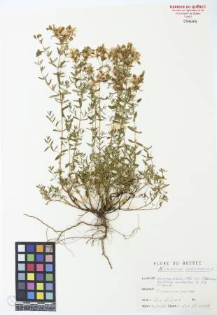 Millepertuis commun - plante adulte